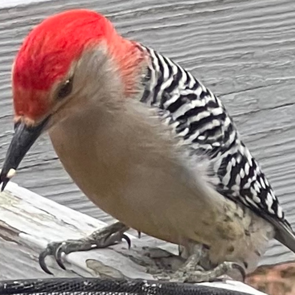 Charming Charlie Baby Pink Watch